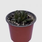 Adromischus cooperi