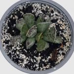 Adromischus cooperi - Imagen 2