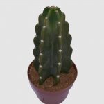 Cactus Cereus Jamacaru forma nuda