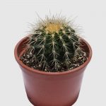 Cactus Echinocactus grusonii
