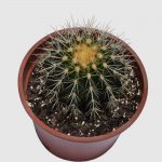 Cactus Echinocactus grusonii - Imagen 2