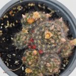 Cactus Mammillaria  Prolifera