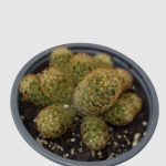 Cactus Mammillaria elongata - Imagen 3