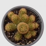 Cactus Mammillaria elongata - Imagen 2
