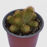 Cactus Mammillaria elongata