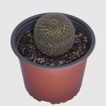 Cactus Mammillaria hahniana ronda
