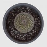 Cactus Mammillaria hahniana ronda - Imagen 2