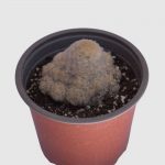 Cactus Mammillaria plumosa