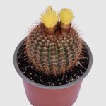 Cactus Notocactus magnificus