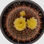 Cactus Notocactus magnificus - Imagen 2