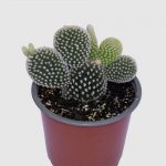 Cactus Opuntia microdasys blanco y amarillo