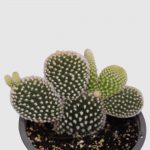 Cactus Opuntia microdasys blanco y amarillo - Imagen 2