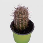 Cactus Orocereus