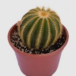 Cactus Parodia magnifica