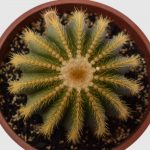 Cactus Parodia magnifica - Imagen 2