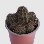 Cactus Rebutia pygmaea