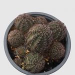 Cactus Rebutia schatzliana - Imagen 2