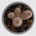 Cactus Rebutia schatzliana