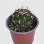 Cactus Stenocactus crispatu