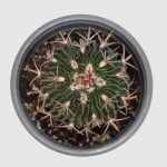 Cactus Stenocactus crispatu - Imagen 2