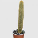 Cactus cephalocereus seniles