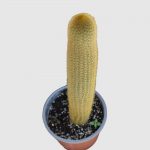 Cactus cephalocereus seniles - Imagen 2