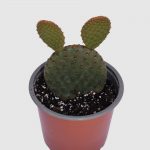 CactusOpuntia  basilaris