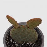 CactusOpuntia  basilaris - Imagen 2