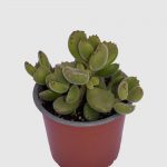 Cotyledon Tomentosa (Garra de Oso)