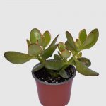 Crassula ovata Arbol del jade