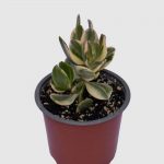 Crassula ovata Arbol del jade variegado