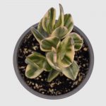Crassula ovata Arbol del jade variegado - Imagen 2
