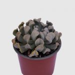 ECHEVERIA  RUNYONII