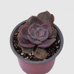 Echeveria Dusty Rose