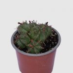 Euphorbia meldeormis (Melon Spurge)