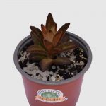 KALANCHOE TORMENTOSA CHOCOLATE