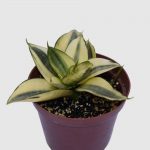 Sansevieria Golden Hanni variegada
