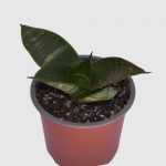 Sansevieria enana