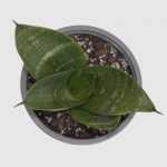 Sansevieria enana - Imagen 2