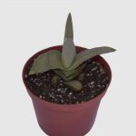 Suculenta Crassula Falcata