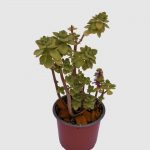 Suculenta Plectranthus amboinicus -Aromatica