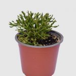 Suculenta Rhipsalis clavata