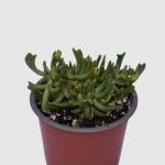 Suculenta Rhombophyllum dolabriforme(Cuerno de Alce)