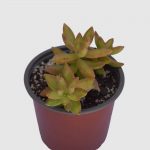 Suculenta Sedum Sedifolium