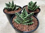 Aloe variegata