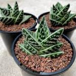 Aloe variegata